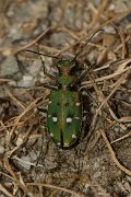 DPPhotography - Corsica - Corsican green tiger beetle - C