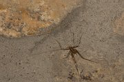 DPPhotography - Corsica - Cymi cave-cricket - Dolichopoda cyrnensis - A