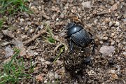 DPPhotography - Corsica - Dor beetle - Geotrupes sp - A