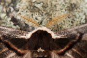 DPPhotography - Corsica - Giant peacock moth - D