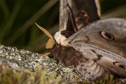 DPPhotography - Corsica - Giant peacock moth - E