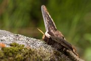 DPPhotography - Corsica - Giant peacock moth - F