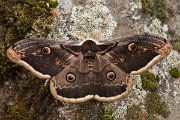 DPPhotography - Corsica - Giant peacock moth - G