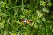 DPPhotography - Corsica - Hummingbird hawkmoth - A