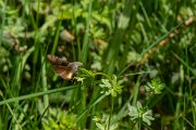 DPPhotography - Corsica - Hummingbird hawkmoth - B