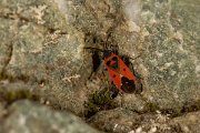 DPPhotography - Corsica - Melanocorphys albomaculatus - A
