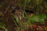 DPPhotography - Corsica - Wood mouse - A