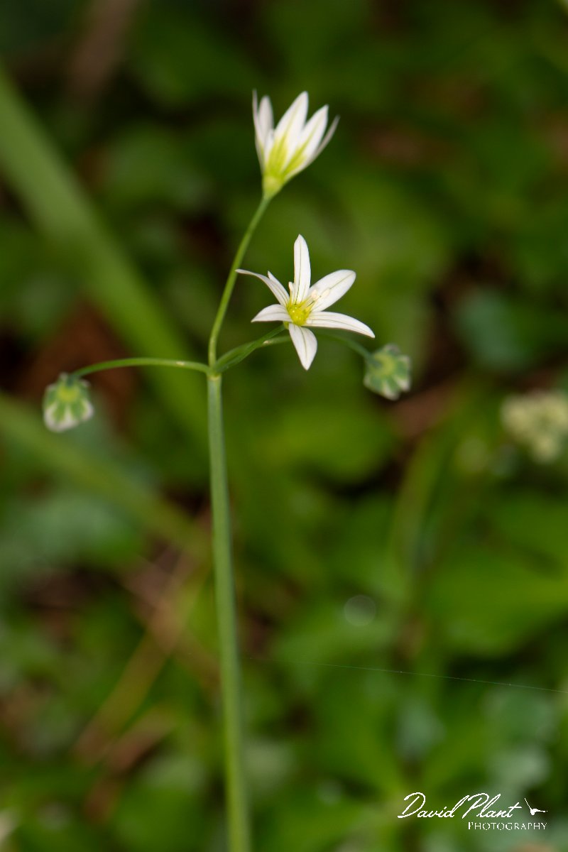 DPPhotography - Corsica - Allium pendulinum - B.jpg - Allium pendulinum - Verghello Valley, Corsica