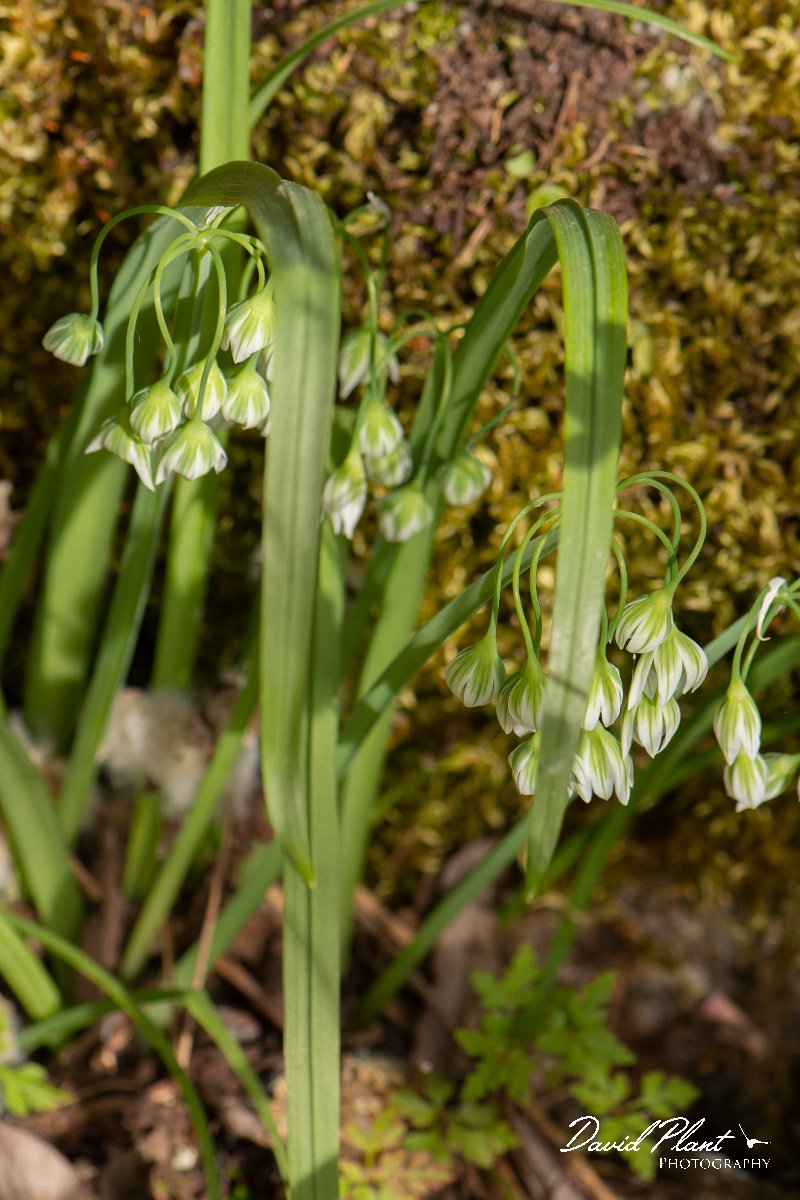 DPPhotography - Corsica - Allium pendulinum - C.jpg - Allium pendulinum - Verghello Valley, Corsica