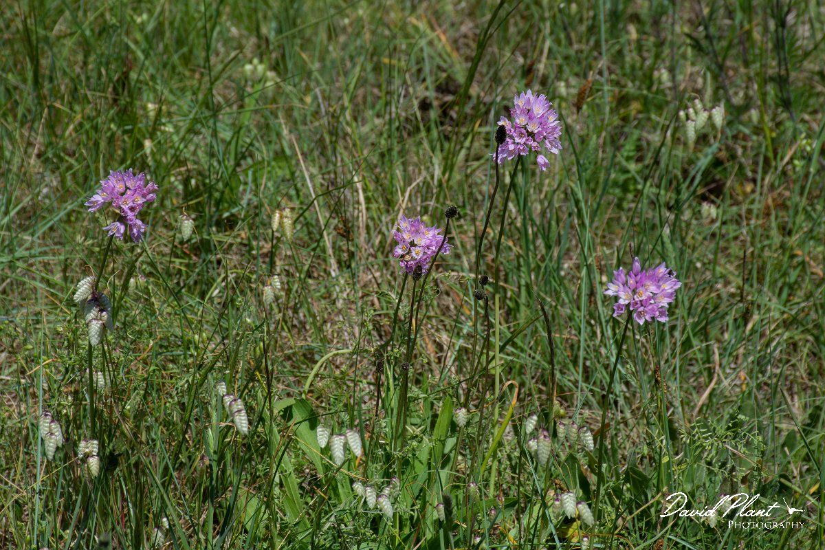 DPPhotography - Corsica - Allium roseum - B.jpg - Allium roseum - Route de l'Etang, Lake Biguglia, Corsica