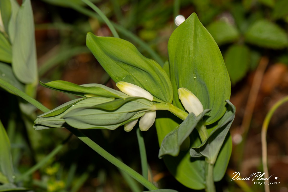 DPPhotography - Corsica - Angular Solomon's seal, Polygonatum odoratum - A.jpg - Polygonatum odoratum, Angular solomon's seal - Cascade de Anglais, Corsica