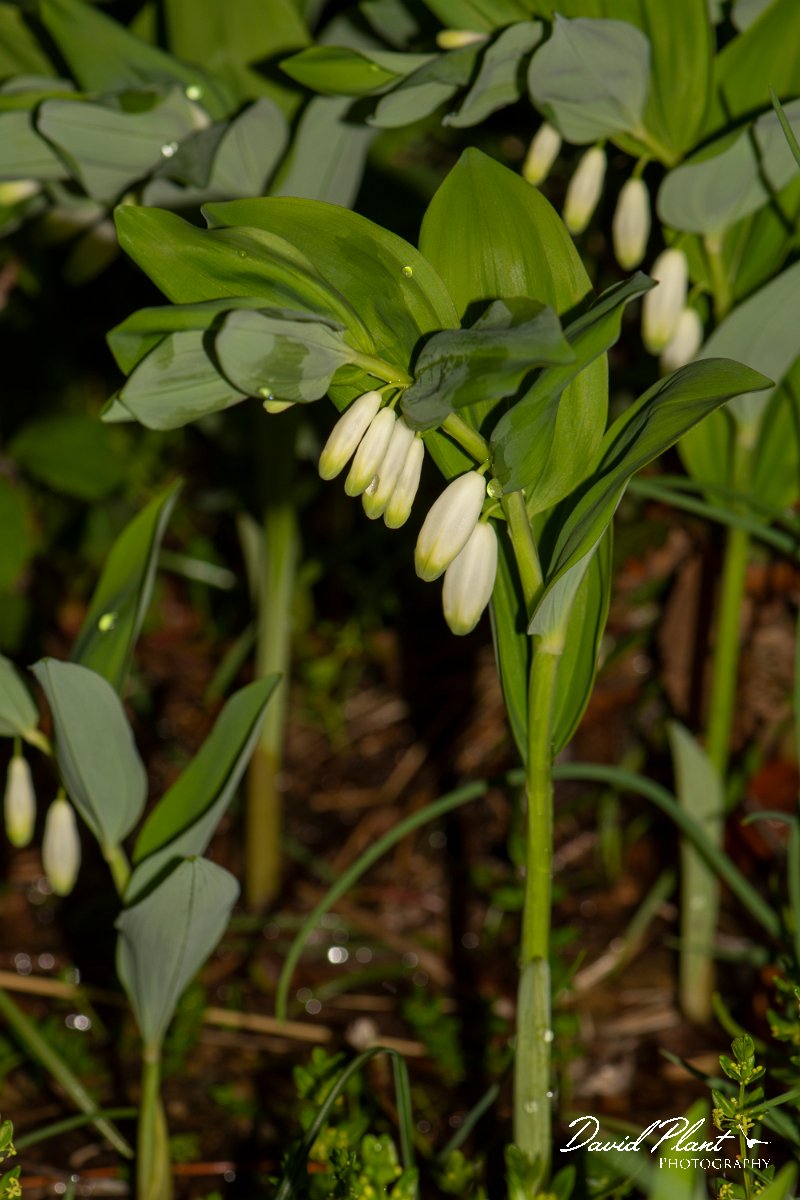 DPPhotography - Corsica - Angular Solomon's seal, Polygonatum odoratum - B.jpg - Polygonatum odoratum, Angular solomon's seal - Cascade de Anglais, Corsica