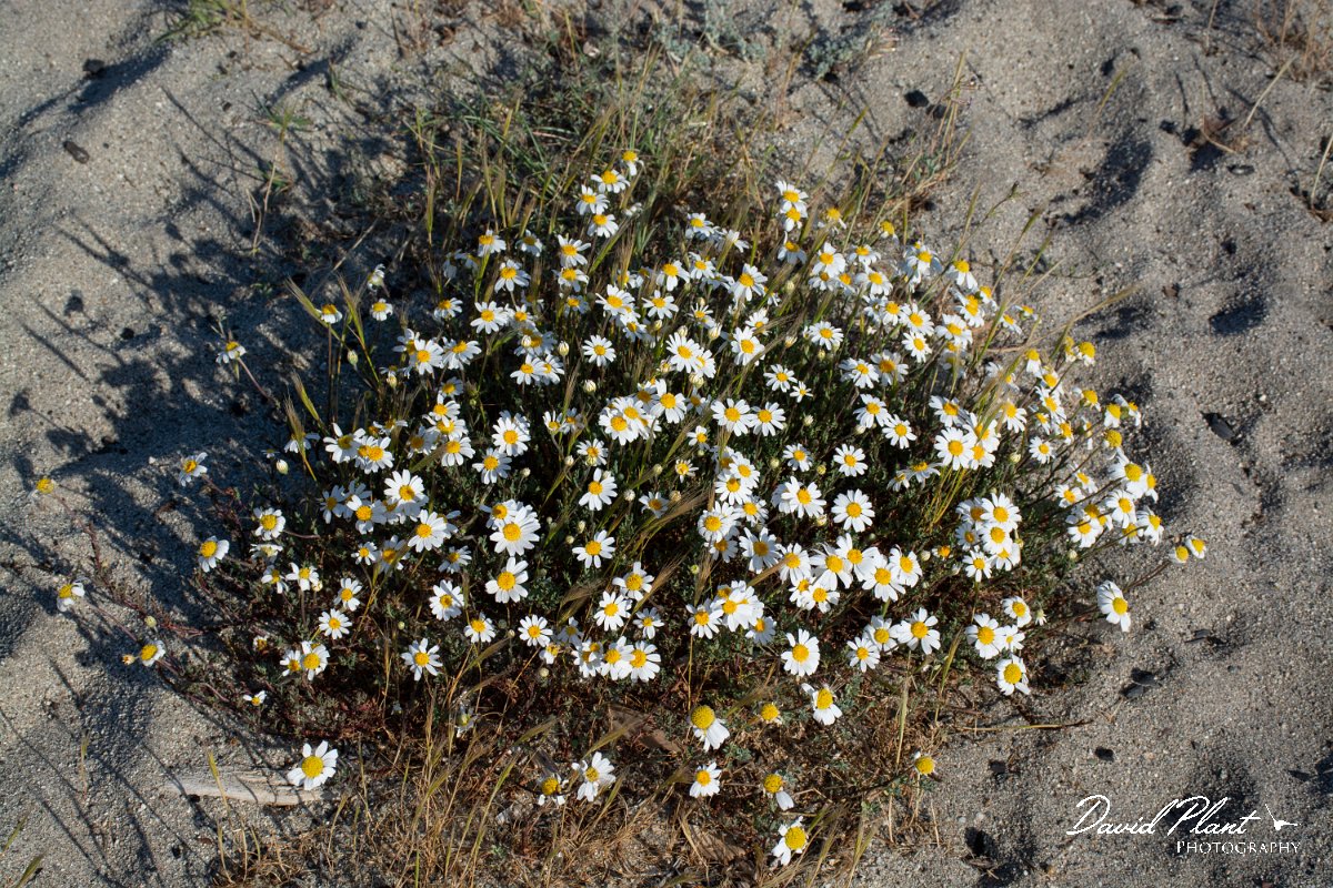 DPPhotography - Corsica - Anthemis maritima - A.jpg - Anthemis maritima - Marina d'Oru beach, Corsica
