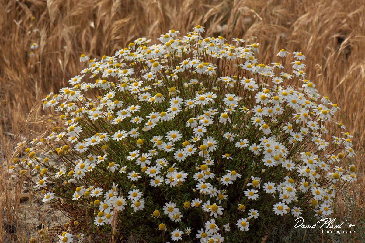 DPPhotography - Corsica - Anthemis maritima - B.jpg - Anthemis maritima - Marina d'Oru beach, Corsica