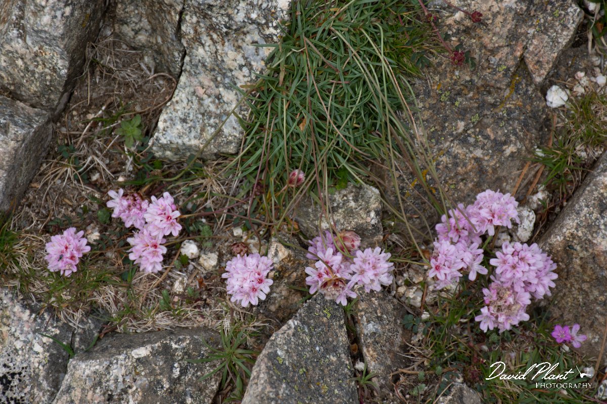 DPPhotography - Corsica - Armeria multiceps - A.jpg - Armeria multiceps - Bavella Pass, Corsica