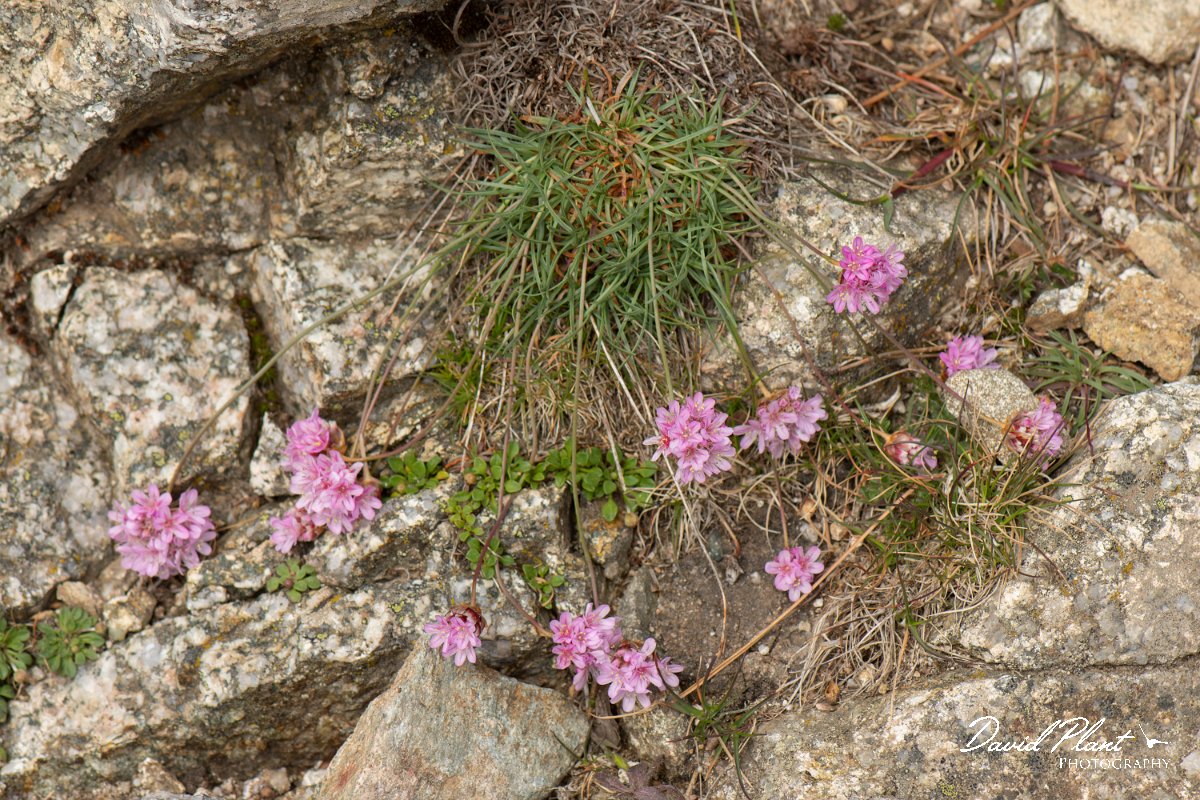 DPPhotography - Corsica - Armeria multiceps - B.jpg - Armeria multiceps - Col de Verghio, Corsica