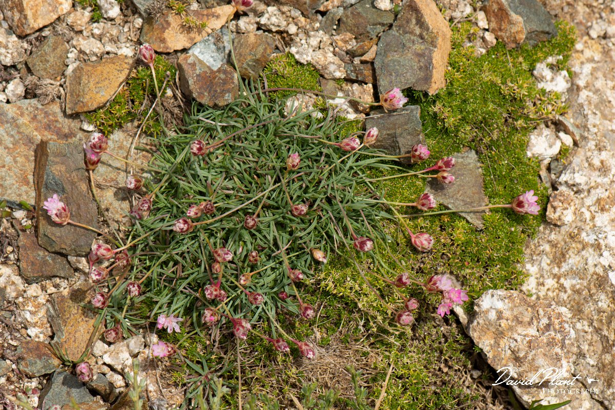 DPPhotography - Corsica - Armeria multiceps - C.jpg - Armeria multiceps - Col de Verghio, Corsica