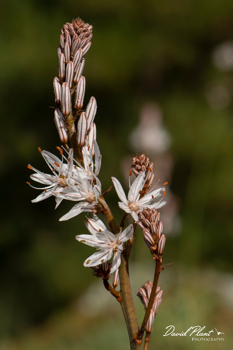 DPPhotography - Corsica - Asphodelus ramosus - A.jpg - Asphodelus ramosus - Verghello Valley, Corsica