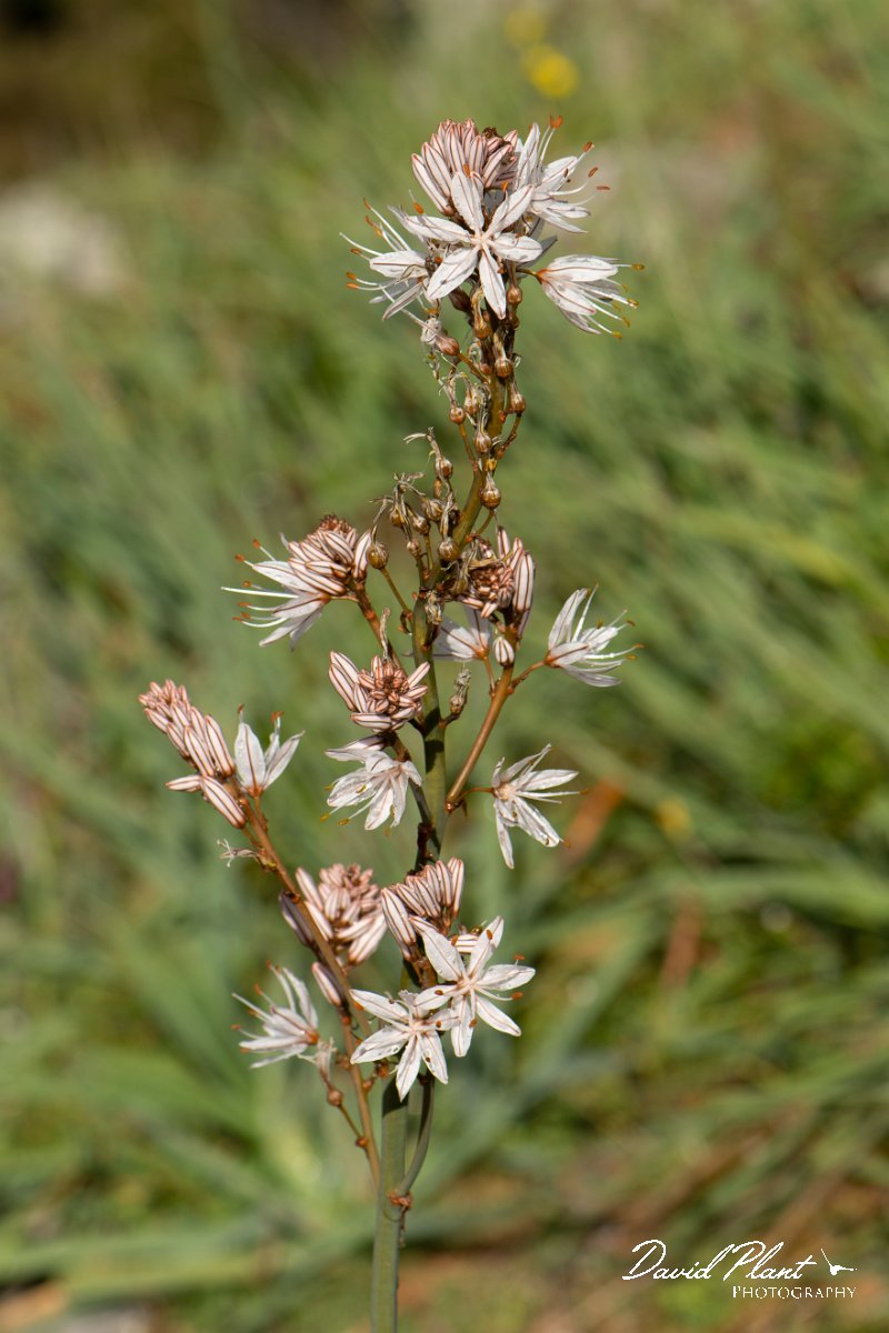 DPPhotography - Corsica - Asphodelus ramosus - B.jpg - Asphodelus ramosus - Verghello Valley, Corsica