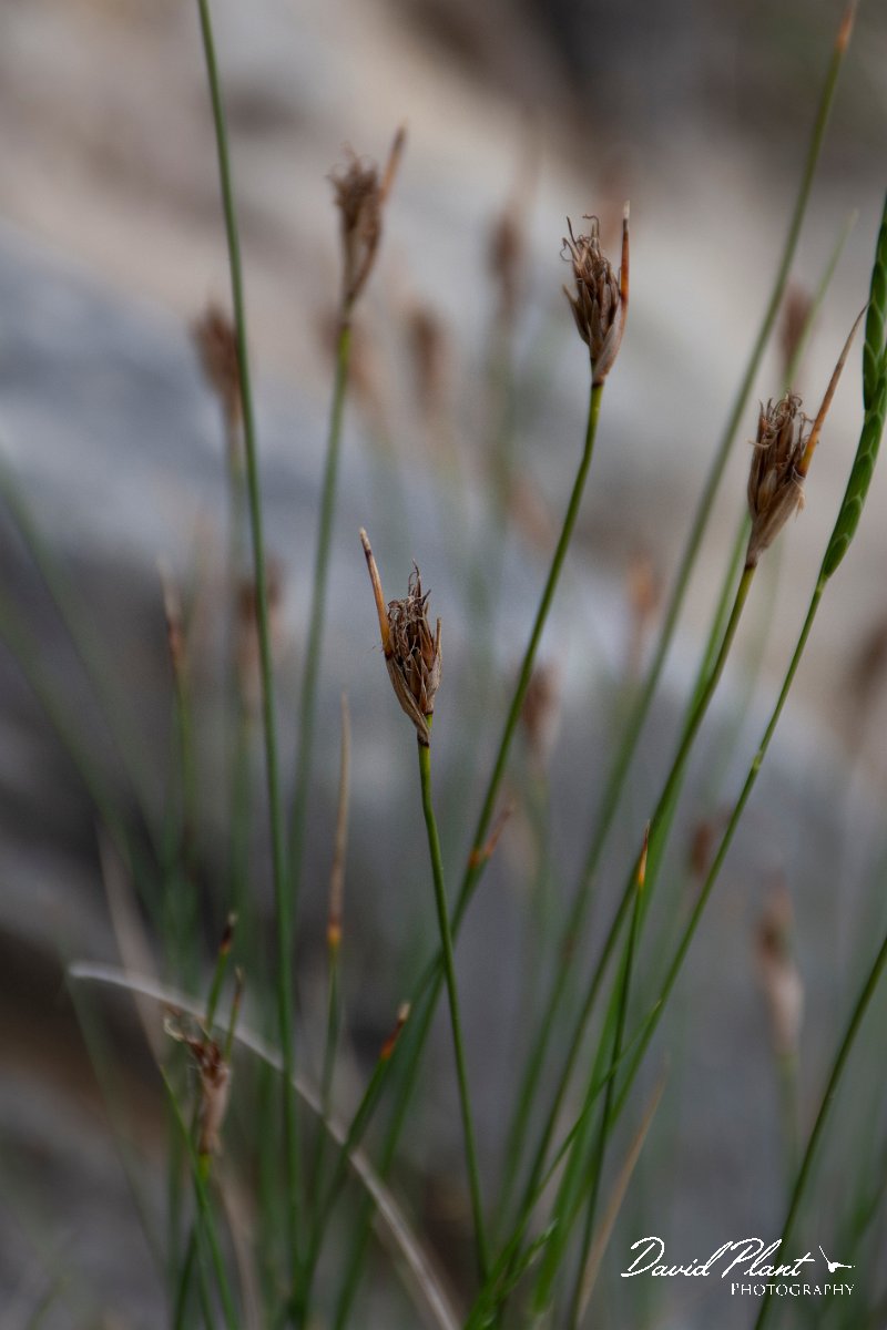 DPPhotography - Corsica - Black bog-rush, Schoenus nigricans - A.jpg - Schoenus nigricans, Black bog-rush - D143-D43 bridge, Corsica