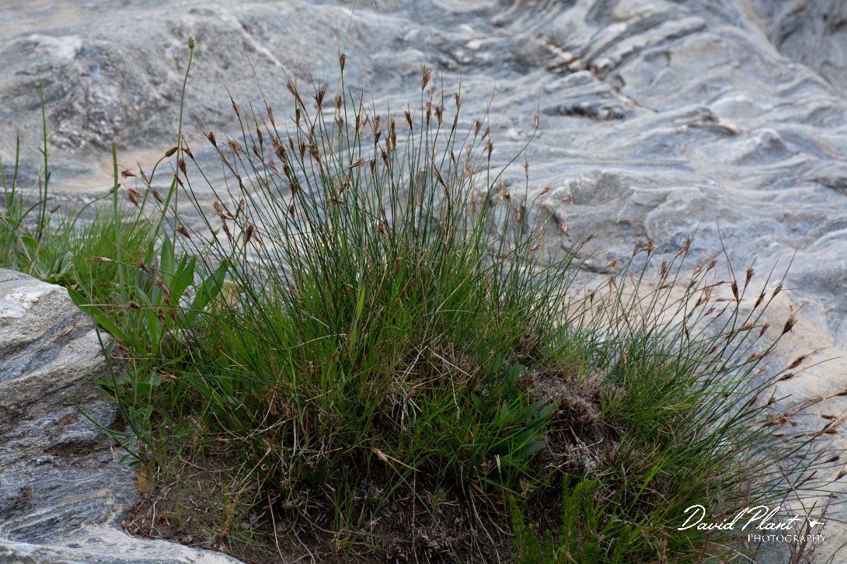 DPPhotography - Corsica - Black bog-rush, Schoenus nigricans - B.jpg - Schoenus nigricans, Black bog-rush - D143-D43 bridge, Corsica
