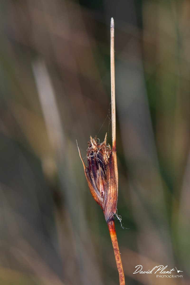 DPPhotography - Corsica - Black bog-rush, Schoenus nigricans - C.jpg - Schoenus nigricans, Black bog-rush - D143-D43 bridge, Corsica