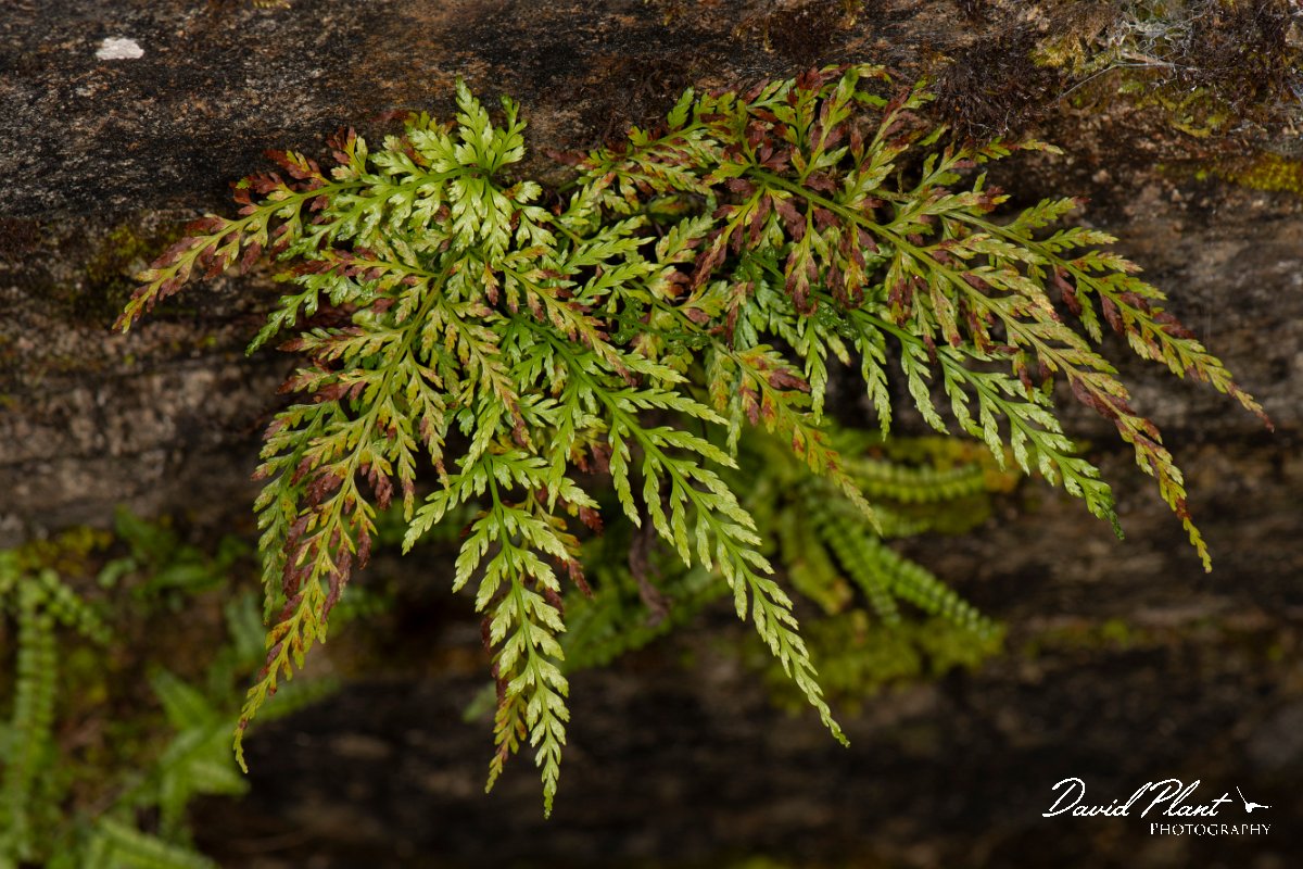 DPPhotography - Corsica - Black spleenwort, Asplenium adiantum-nigrum - A.jpg - Asplenium adiantum-nigrum, Black spleenwort - Verghello Valley, Corsica