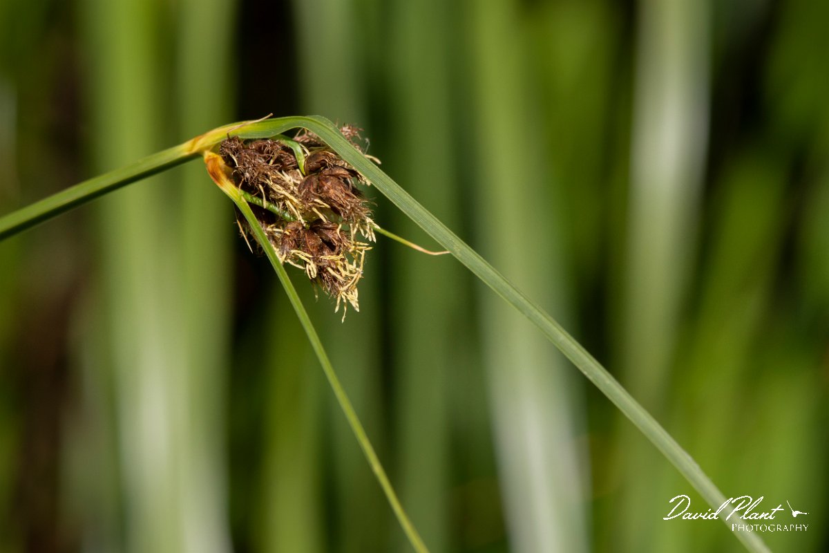 DPPhotography - Corsica - Bolboschoenus maritimus, sea club-rush - A.jpg - Bolboschoenus maritimus, Sea club-rush - Route de l'Etang, Lake Biguglia, Corsica