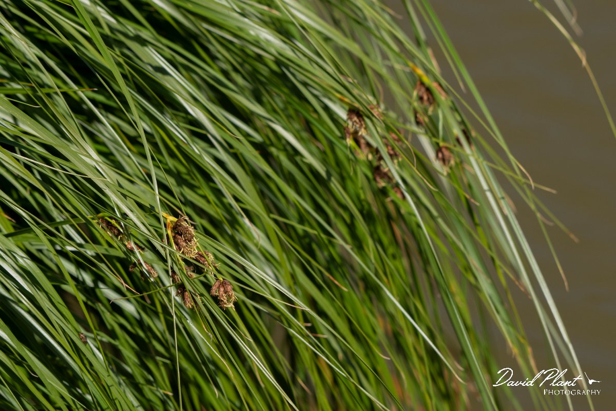 DPPhotography - Corsica - Bolboschoenus maritimus, sea club-rush - B.jpg - Bolboschoenus maritimus, Sea club-rush - Route de l'Etang, Lake Biguglia, Corsica