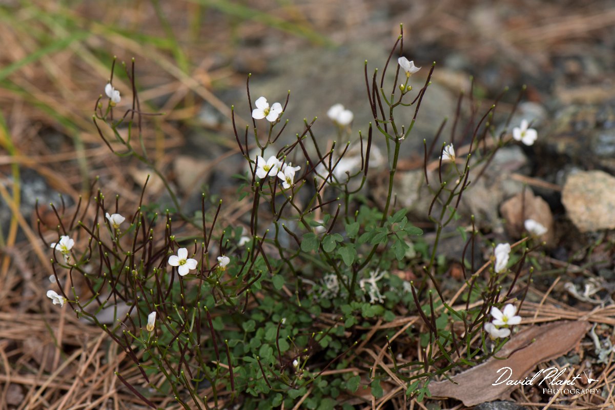 DPPhotography - Corsica - Cardamine plumieri - A.jpg - Cardamine plumieri - Restonica Valley, Corsica