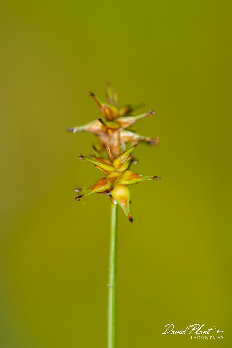 DPPhotography - Corsica - Carex echinata - A.jpg - Carex echinata - Verghello Valley, Corsica