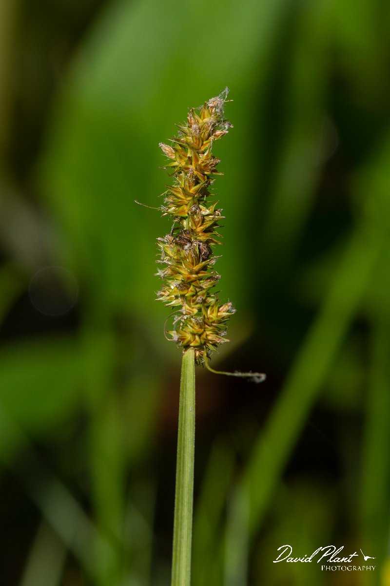 DPPhotography - Corsica - Carex otrubae - A.jpg - Carex otrubae - Route de l'Etang, Lake Biguglia, Corsica