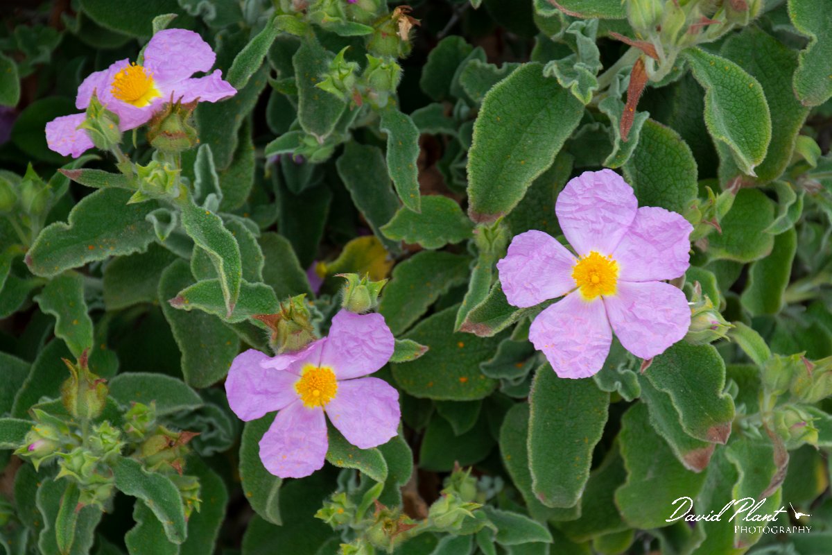 DPPhotography - Corsica - Cistus creticus - A.jpg - Cistus creticus - Tour de Diana, Etand de Diane, Corsica