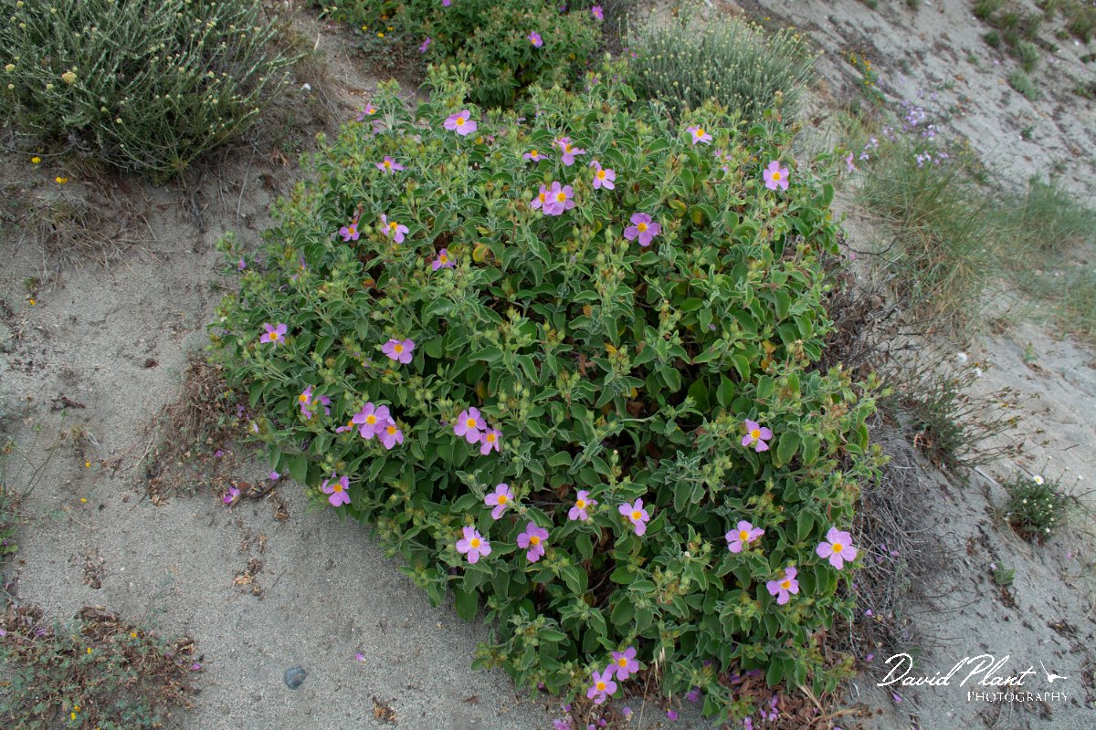 DPPhotography - Corsica - Cistus creticus - B.jpg - Cistus creticus - Tour de Diana, Etand de Diane, Corsica