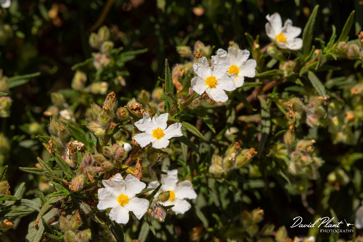 DPPhotography - Corsica - Cistus monspeliensis - B.jpg - Cistus monspeliensis - Route de l'Etang, Lake Biguglia, Corsica