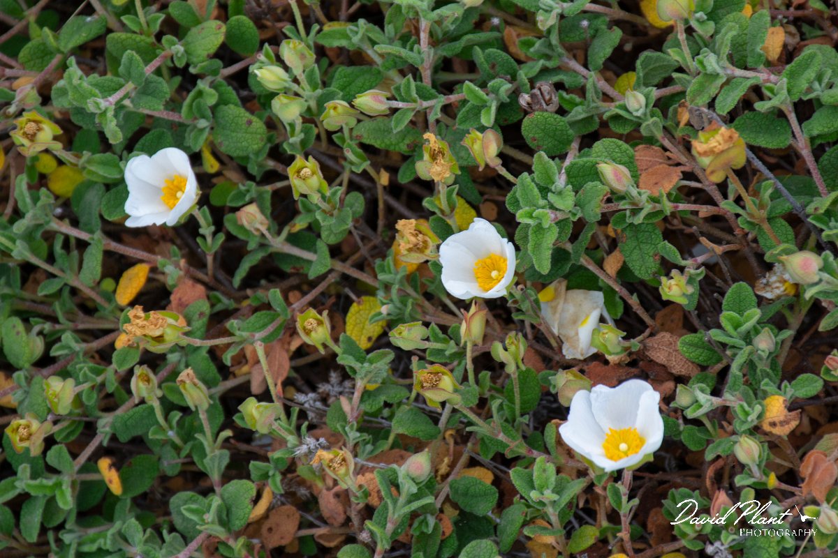 DPPhotography - Corsica - Cistus salviifolius - A.jpg - Cistus salviifolius - Coast Golfe de Ventilegne, Corsica