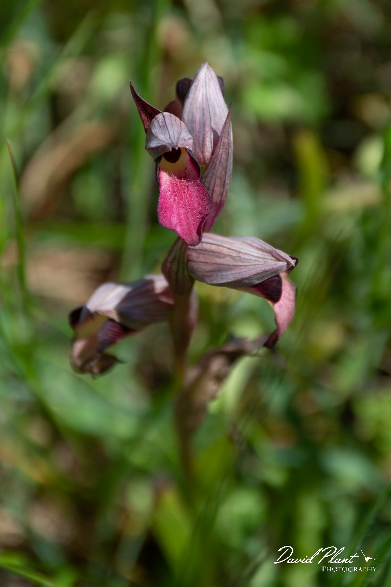 DPPhotography - Corsica - Common tongue orchid, Serapias lingua - A.jpg - Serapias lingua, Common tongue orchid - Route de l'Etang, Lake Biguglia, Corsica