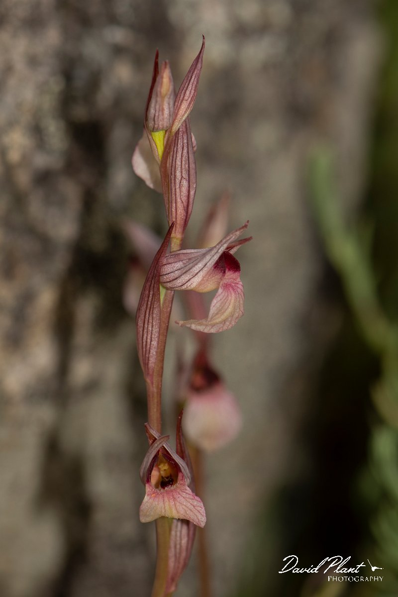 DPPhotography - Corsica - Common tongue orchid, Serapias lingua - B.jpg - Serapias lingua, Common tongue orchid  - Verghello Valley, Corsica