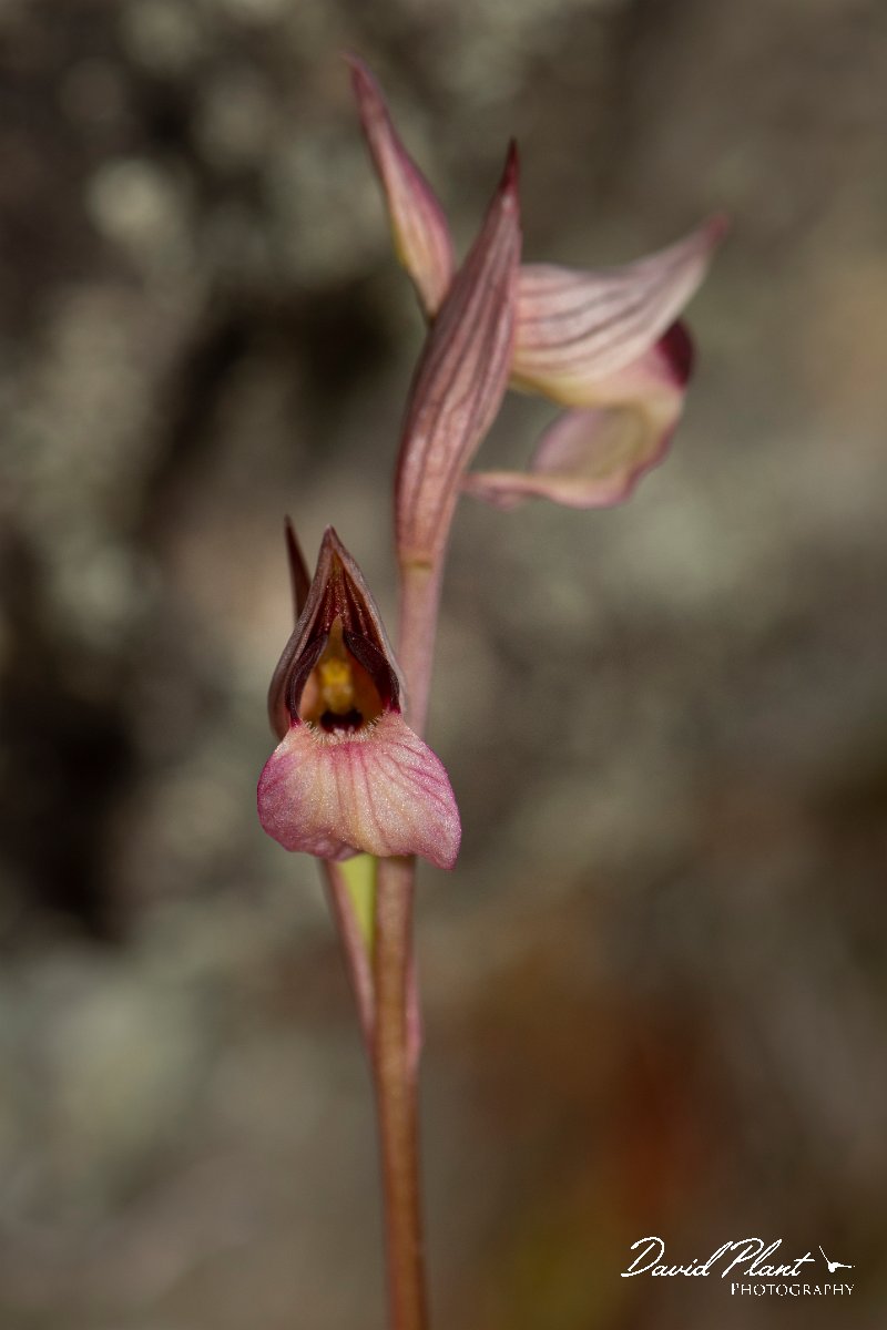 DPPhotography - Corsica - Common tongue orchid, Serapias lingua - C.jpg - Serapias lingua, Common tongue orchid  - Verghello Valley, Corsica