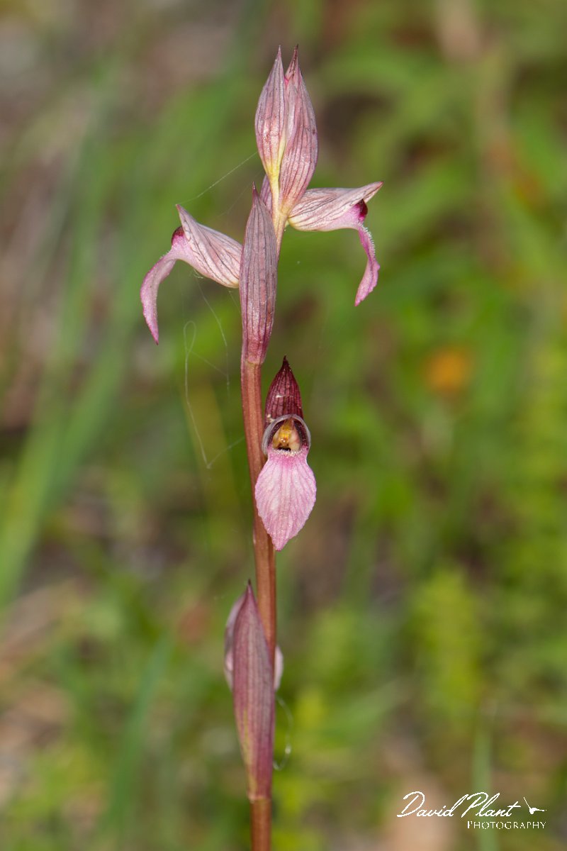 DPPhotography - Corsica - Common tongue orchid, Serapias lingua - D.jpg - Serapias lingua, Common tongue orchid  - Verghello Valley, Corsica