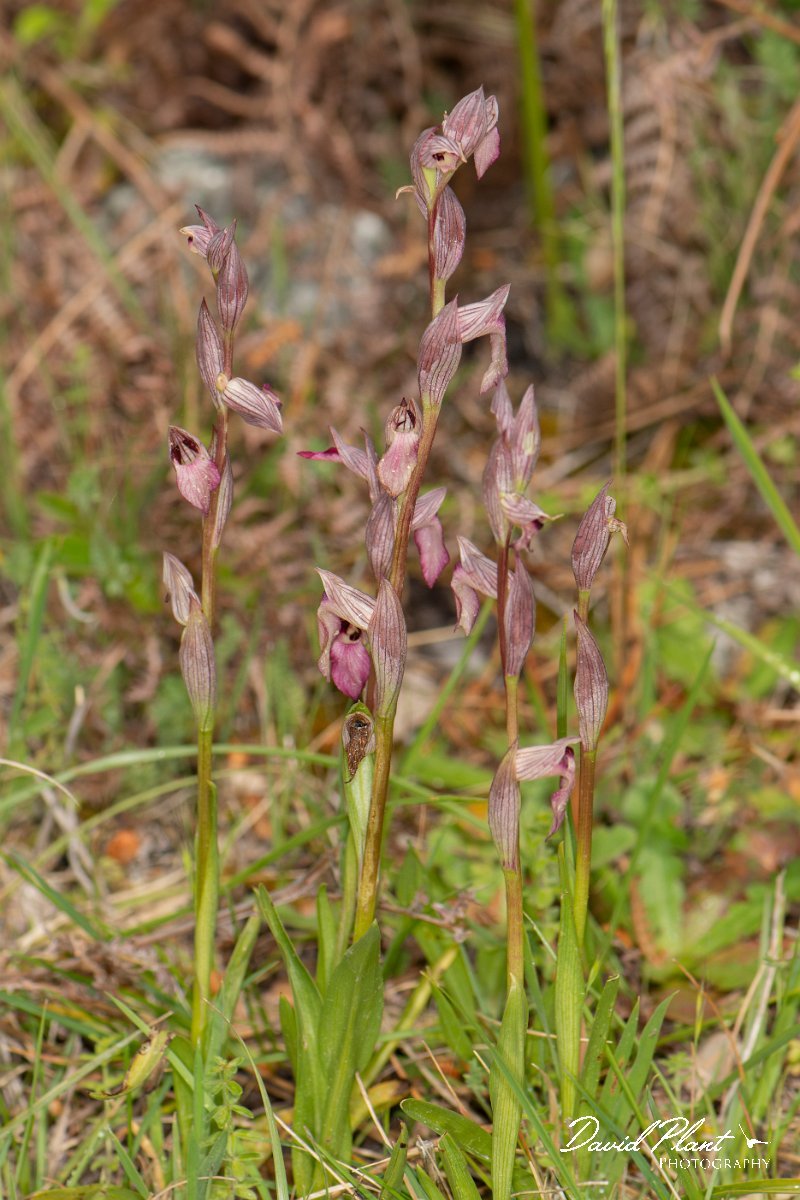 DPPhotography - Corsica - Common tongue orchid, Serapias lingua - E.jpg - Serapias lingua, Common tongue orchid  - Verghello Valley, Corsica
