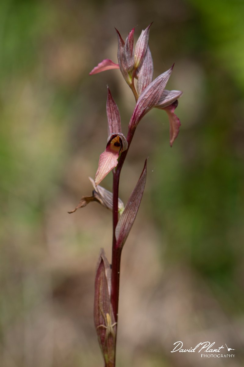 DPPhotography - Corsica - Common tongue orchid, Serapias lingua - F.jpg - Serapias lingua, Common tongue orchid  - Verghello Valley, Corsica