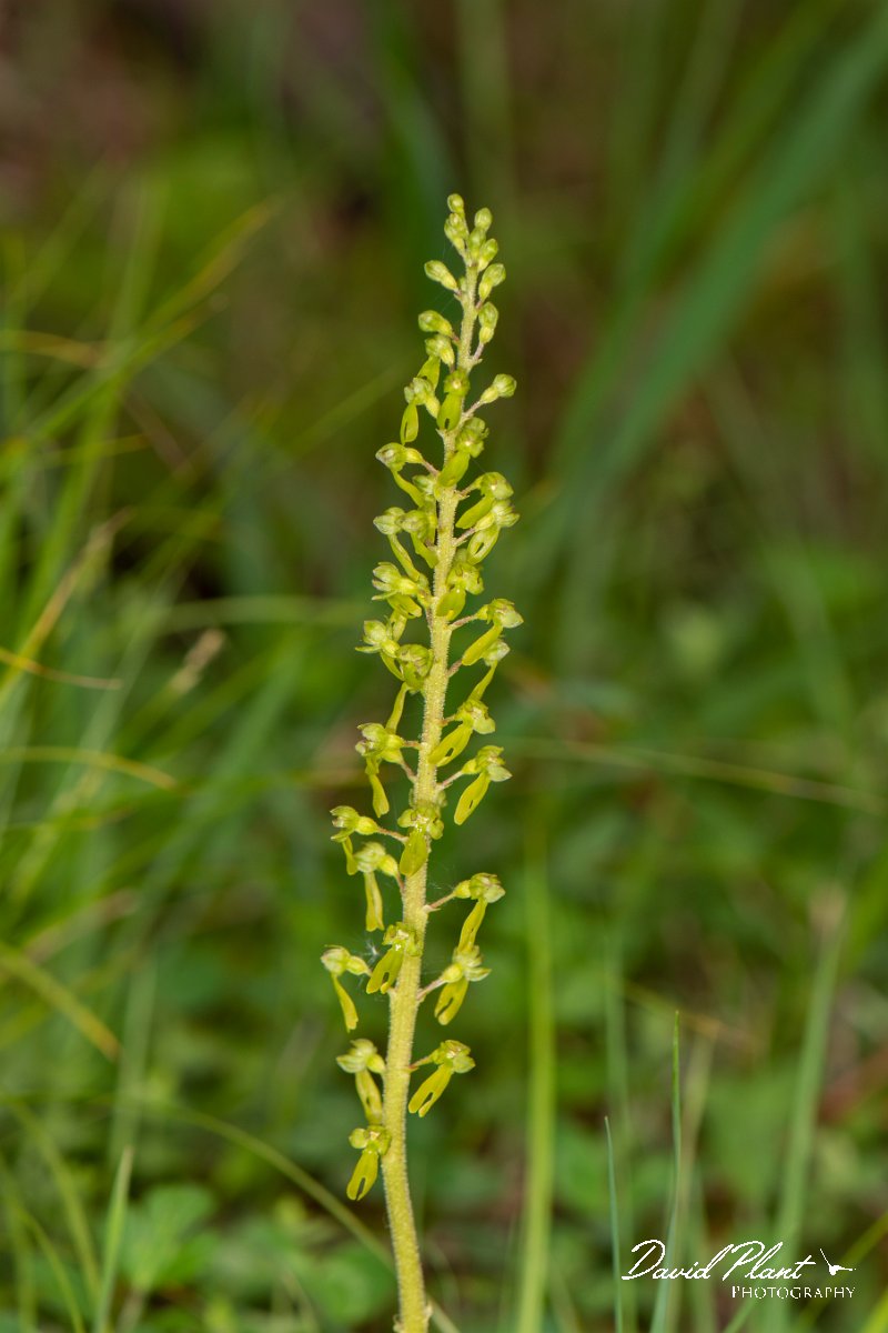 DPPhotography - Corsica - Common twayblade - A.jpg - Neottia ovata, Common twayblade - Verghello Valley, Corsica
