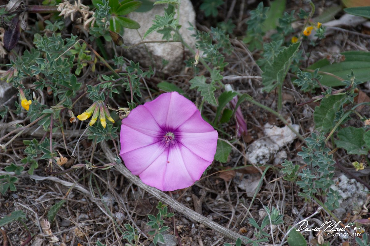 DPPhotography - Corsica - Convolvulus althaeoides - A.jpg - Convolvulus althaeoides - Capo Pertusato, Corsica