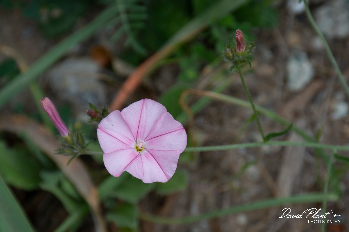 DPPhotography - Corsica - Convolvulus cantabrica - A.jpg - Convolvulus cantabrica - D143-D43 bridge, Corsica