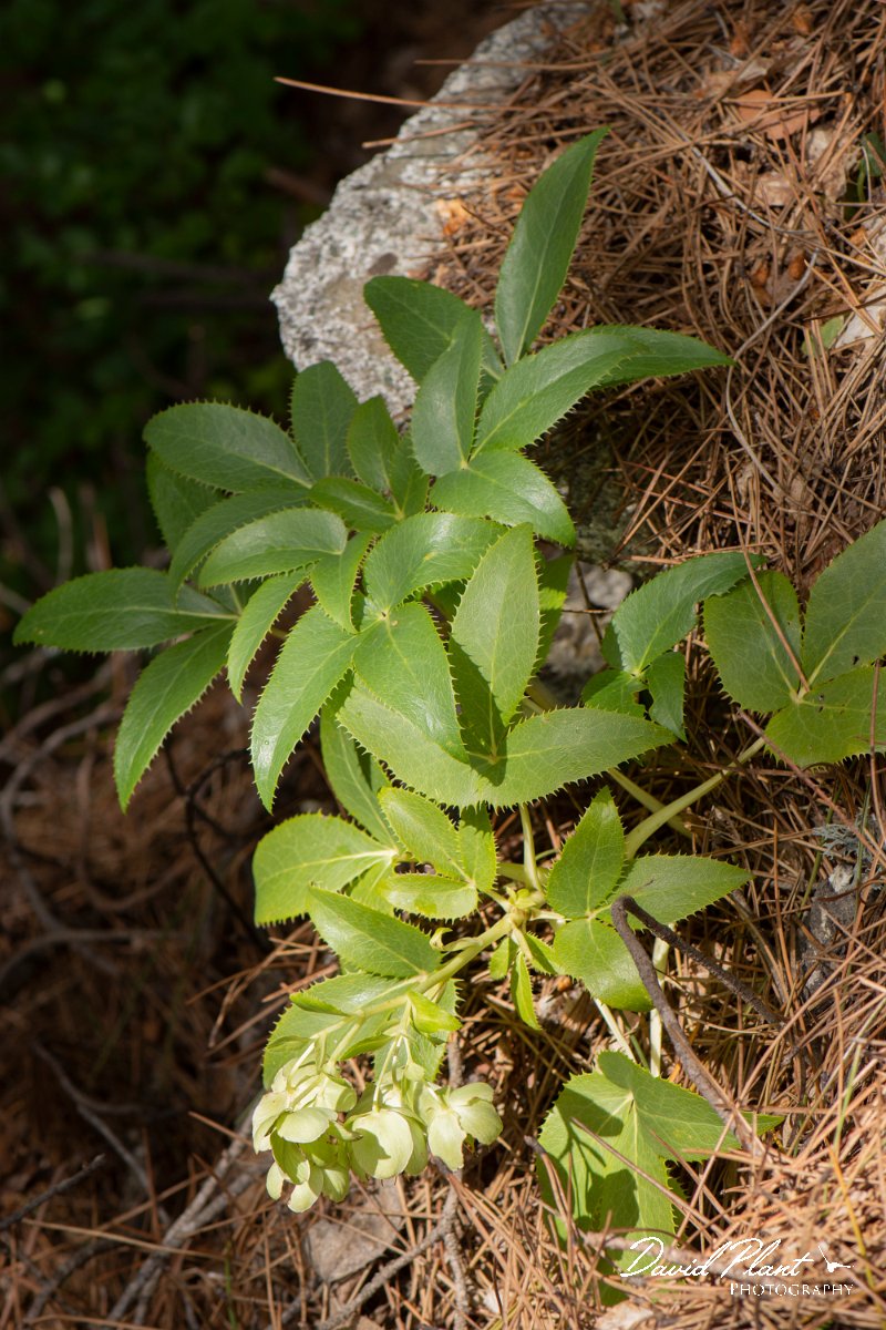 DPPhotography - Corsica - Corsican hellebore, Helleborus argutifolius - A.jpg - Helleborus argutifolius, Corsican hellebore - Verghello Valley, Corsica