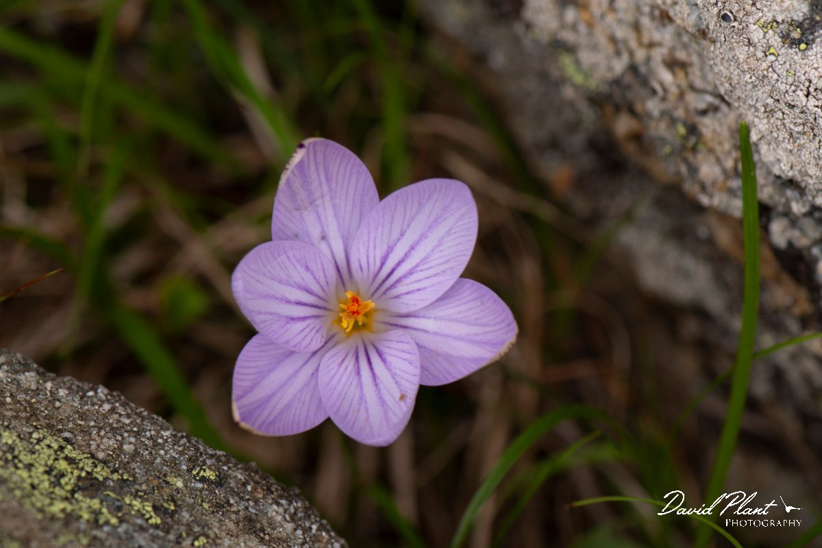 DPPhotography - Corsica - Crocus corsicus - A.jpg - Crocus corsicus - Col de Verghio, Corsica