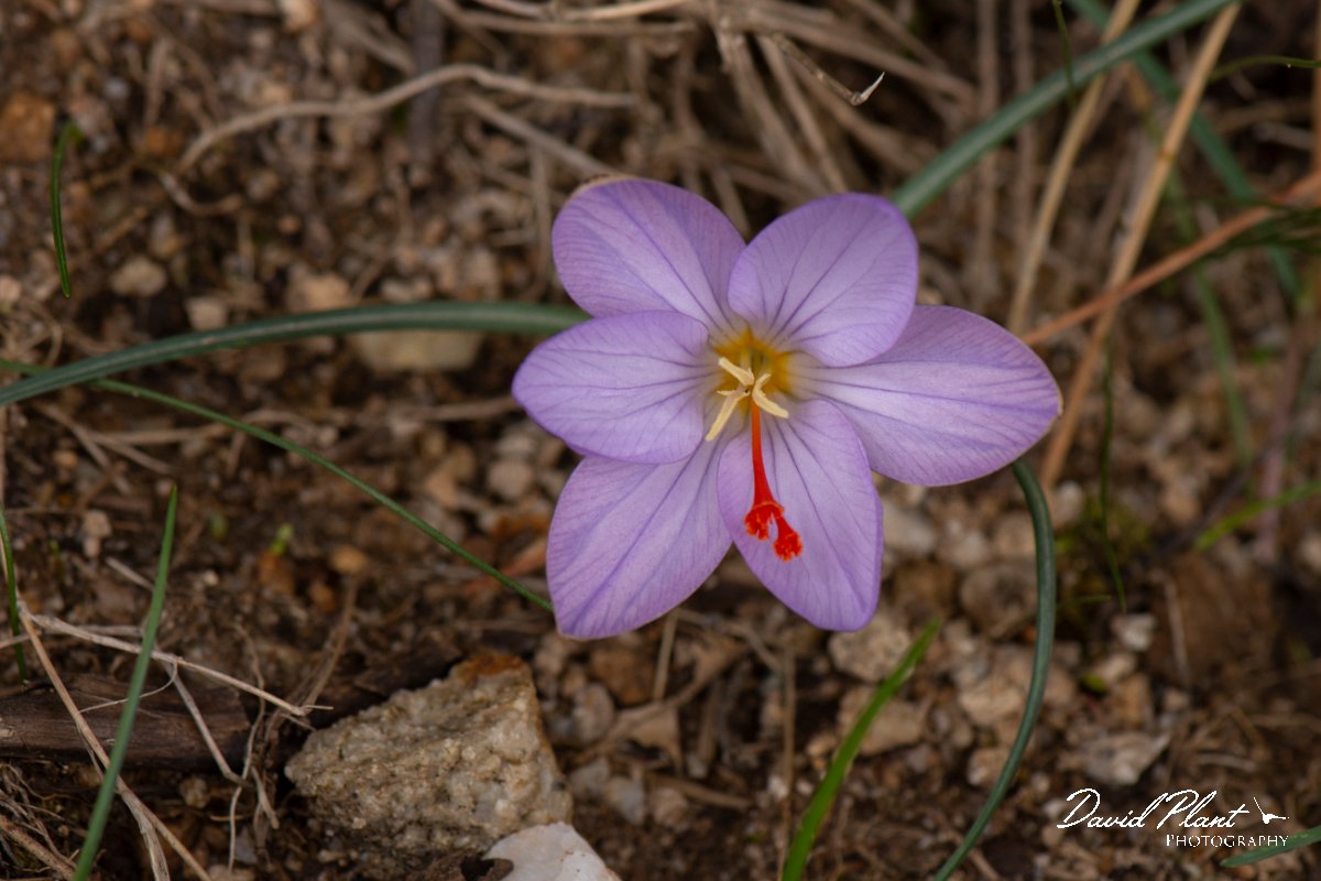 DPPhotography - Corsica - Crocus corsicus - B.jpg - Crocus corsicus - Col de Verghio, Corsica