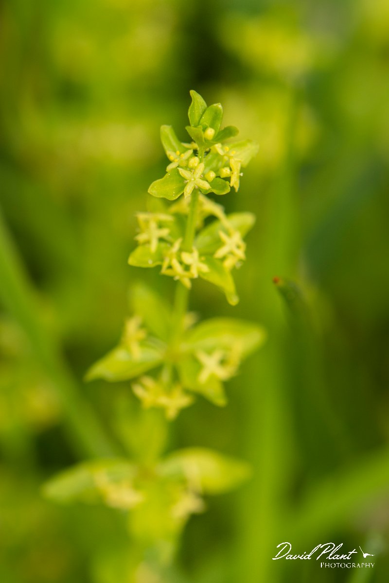 DPPhotography - Corsica - Cruciata glabra - A.jpg - Cruciata glabra - Verghello Valley, Corsica