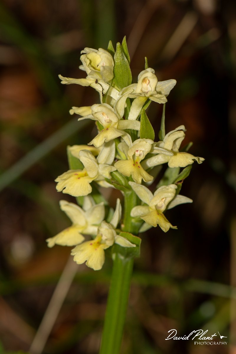 DPPhotography - Corsica - Dactylorhiza insularis - A.jpg - Dactylorhiza insularis - Cascade de Anglais, Corsica